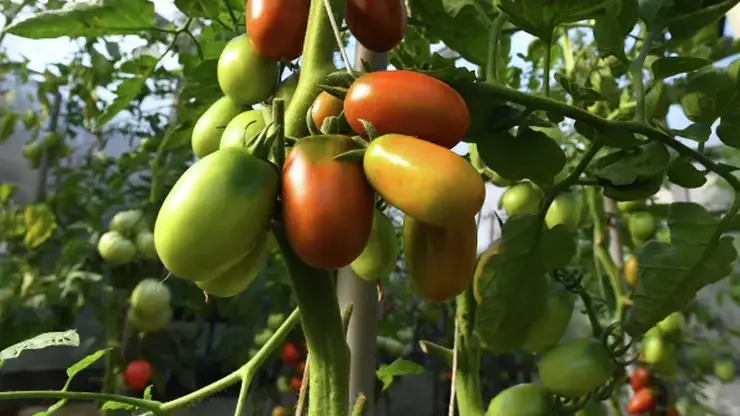 Красноярцам рассказали о пользе и опасности томатов для человеческого организма