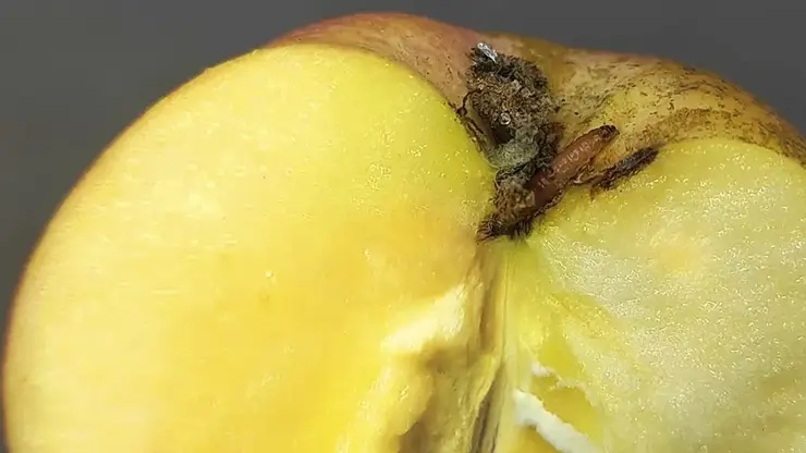 В Красноярск завезли 3 тонны зараженных яблок из Азии