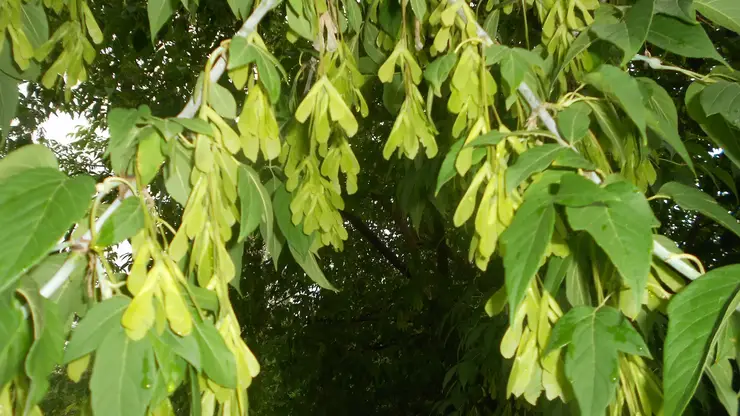 Почему новый федеральный закон ограничивает распространение американского клёна