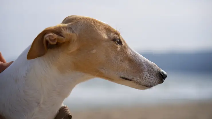 Командные соревнования гончих «Голоса Сибири – 2026» впервые стартовали в Омской области