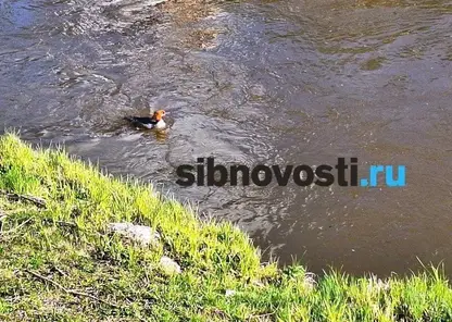 Красноярцев удивила рыжая косматая утка, которая вела себя чересчур активно