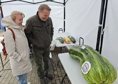 В Красноярске выбрали самый тяжелый кабачок и самую объемную тыкву