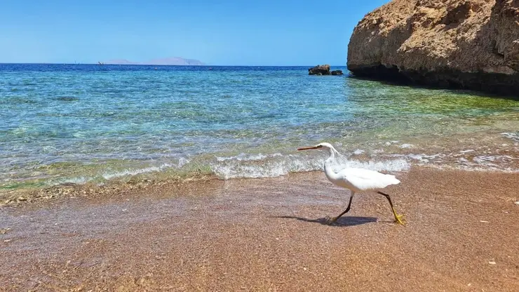 В России предложили ввести налог на отдых за границей. Как подорожают путевки?