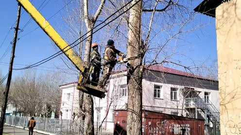 В Красноярске заканчивается сезон обрезки деревьев
