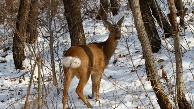 Косуль подкармливают в заказнике «Большемуртинский» Красноярского края на фоне сложной и снежной зимы