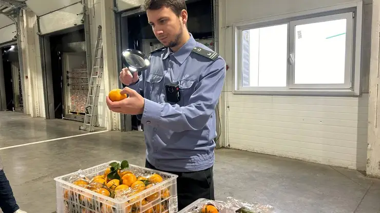 Импорт растительной продукции в Красноярский край превысил 57 тысяч тонн