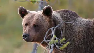 Охотникам Хакасии напомнили о проверке добытого мяса