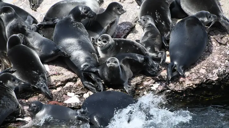 Наблюдения, дроны и спутники: ученые исследуют жизнь байкальской нерпы, чтобы спасти ее от человека