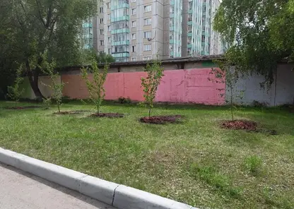 Почти 300 деревьев высадили в Кировском районе Красноярска