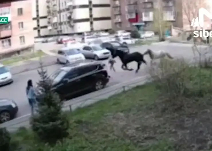 В Новокузнецке сбежавшие кони сбили 7-летнюю девочку, она в больнице (видео)