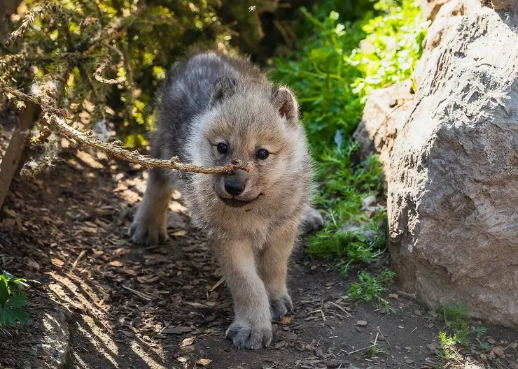 В «Роевом ручье» выбрали имя новорожденному волчонку