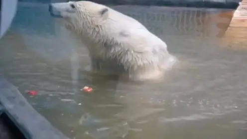 Белый медведь Диксон из Красноярского края зашевелил одной лапой