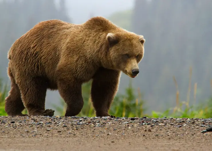 Медведь напал на женщину на Камчатке: пострадавшую госпитализировали с травмами