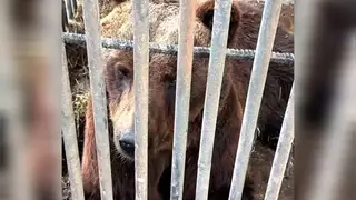 Московские зоозащитники приехали спасать парализованного медведя из придорожного кафе под Красноярском