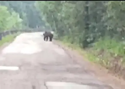 Житель Зеленогорска встретился с медведем в лесу и хотел с ним поговорить