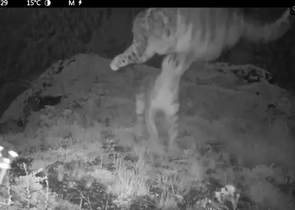 На юге Красноярского края шалости ирбиса Таджички и ее котят покорили соцсети