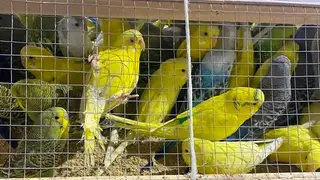 В Красноярск прибыла крупная партия декоративных птиц из Киргизии