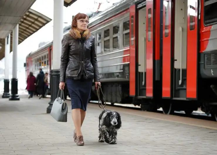 Пригородные поезда КрасЖД с начала 2025 года перевезли почти 45 тысяч домашних животных