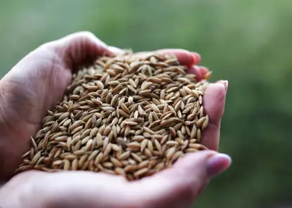 Около 19 тысяч тонн зерновых продали аграрии Красноярского края в интервенционный фонд