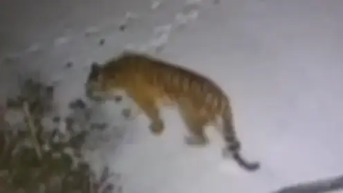 Амурские тигры стали чаще выходить к людям в Приморье