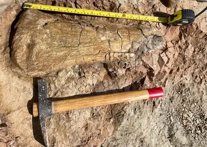 Кузбасские ученые обнаружили новые останки динозавров