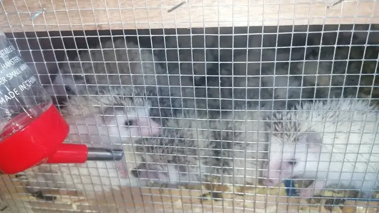 В Красноярск впервые прибыла партия из 300 карликовых ежей из Таиланда