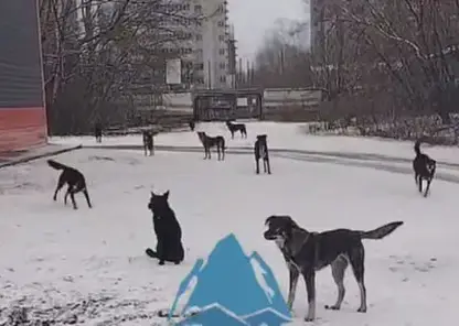 В Красноярске усилят отлов собак после жалоб на угрозу школьникам