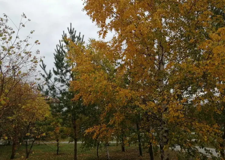 Аномально тёплую осень прогнозируют синоптики в Красноярском крае 