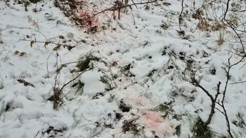 В Красноярском крае браконьер нанес ущерб на 80 тысяч рублей, убив двух косуль