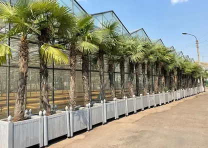 Пальмы и туи вернулись на улицы Красноярска после зимовки (видео)