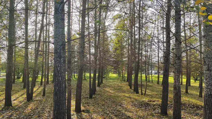 Красноярск встретит первую пятницу октября по-осеннему прохладной погодой