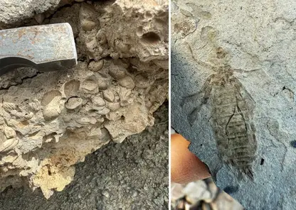 Учёные обнаружили древние ископаемые во время экспедиции в Забайкалье