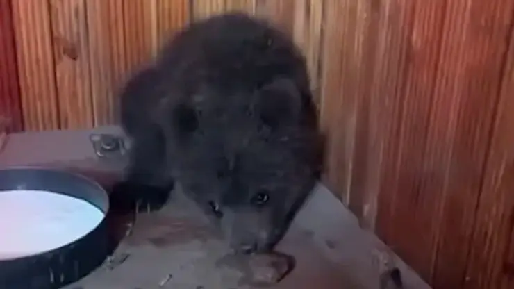 Медвежонок упал с сосны под Иркутском. Малыша спасли, накормили и выпустили в лес