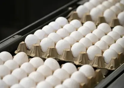 Красноярцам рассказали, как выбрать качественные куриные яйца