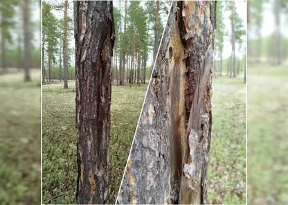В тайге Красноярского края обнаружили меченые «пальмой» деревья