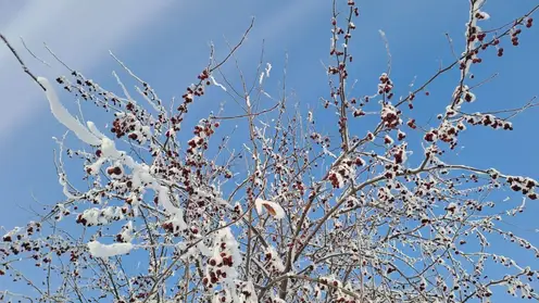 Потепление и снег. Прогноз погоды на выходные в Красноярске