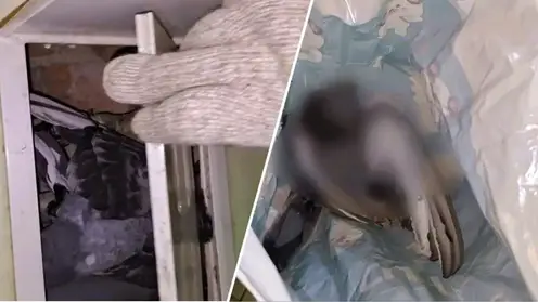 Красноярку ночью в квартире перепугал голубь, громко стучавший из ванной