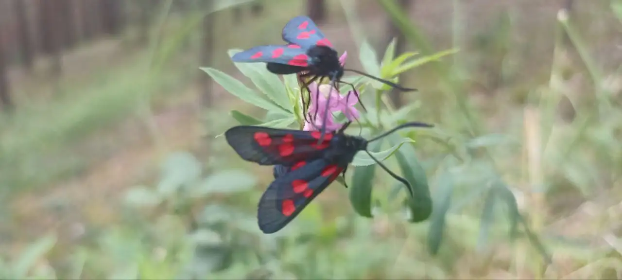 Фото: Лесопожарный центр Красноярского края
