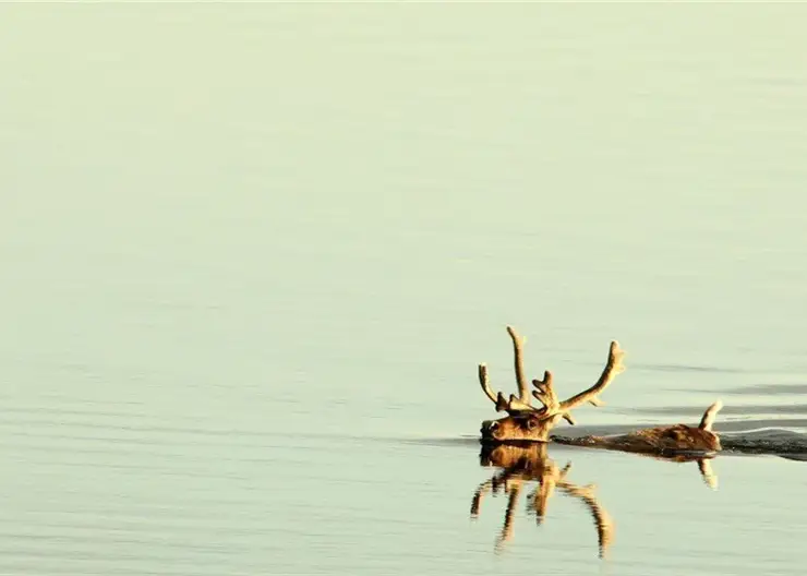 Оленя-рекордсмена заметили на Таймыре ученые: животное совершило заплыв на 12 километров