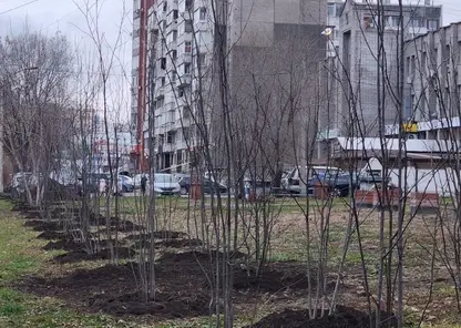 В Красноярске на Взлётке посадили 155 деревьев