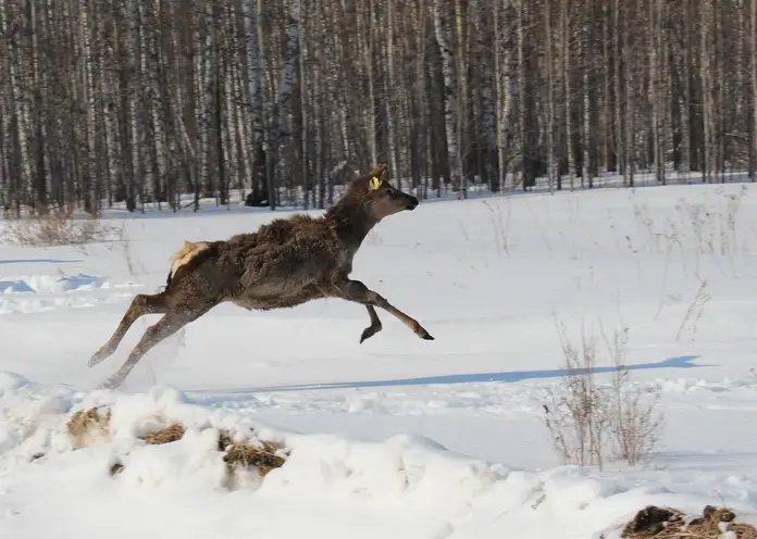 В Красноярском крае в дикую природу выпустят 64 марала