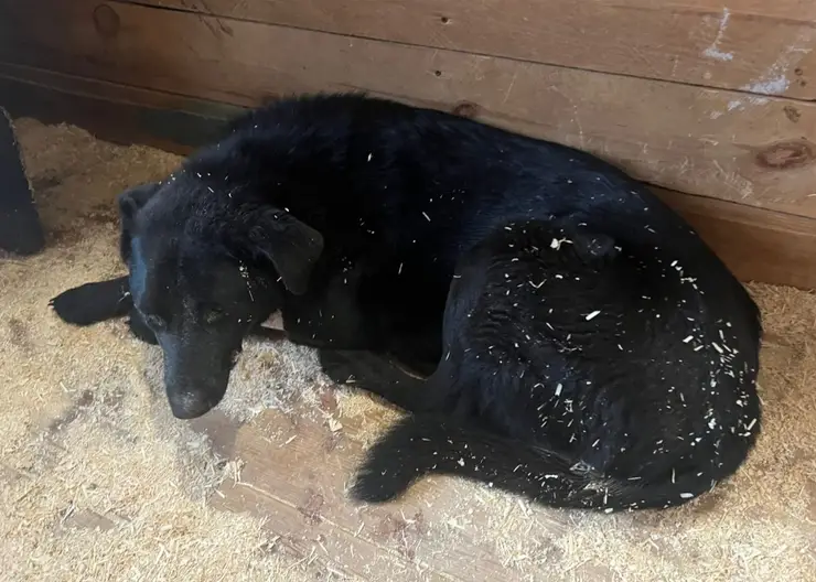 В Алтайском крае неизвестные избили и выжгли глаза бездомным собакам