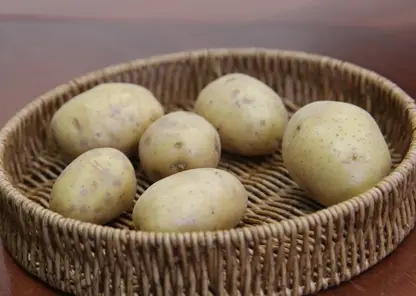 Красноярцам рассказали, как правильно выбрать семенной картофель