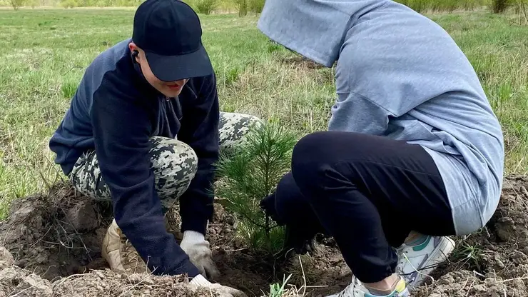 В Красноярске высадили более 1200 кустарников в Татышев-парке за эту весну