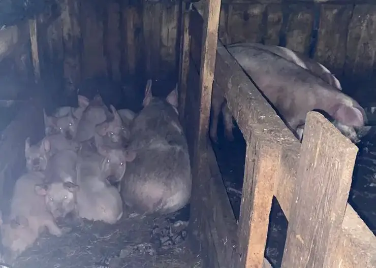 В СК рассказали подробности гибели школьницы в Ужурском районе