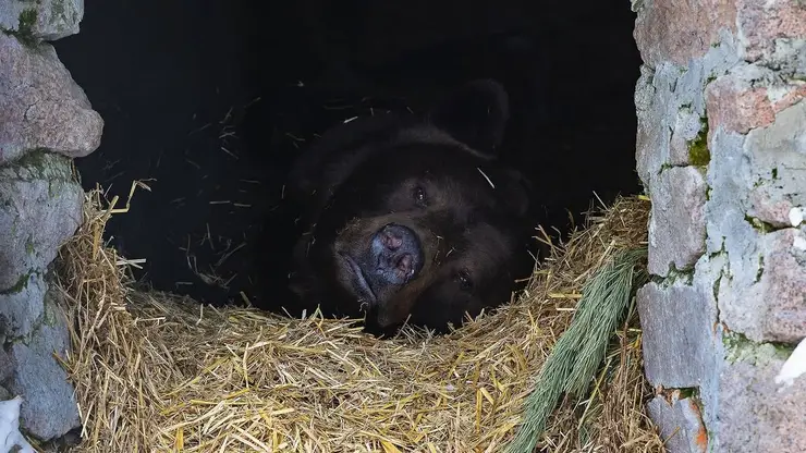 В красноярском парке «Роев ручей» медведи начали выходить из спячки