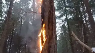 Эколог выявил поджог леса в Красноярском крае Эколог выявил поджог леса в Красноярском крае