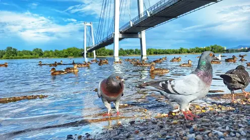 Красноярцам пообещали безоблачную субботу