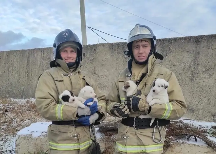 В Красноярском крае пожарные спасли собаку и её щенят