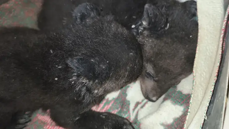 В Приморье убили медведицу в берлоге — её осиротевших малышей спасают зоозащитники